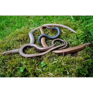 Illustration SEVRES - Balade guidée "Le lézard des murailles et le fragile orvet"