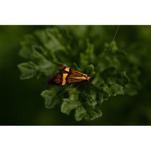 Illustration Soirée Insectes