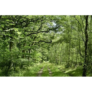 Illustration Tous en Forêt !