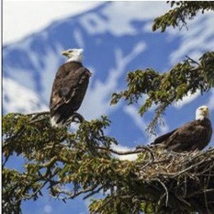Illustration Tout est Calme dans les Hauteurs - Théâtre du Rond-Point, Paris