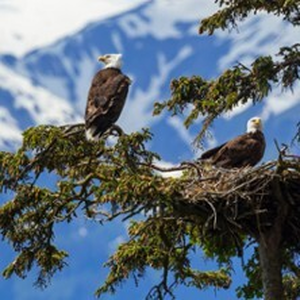Illustration Tout Est Calme Dans Les Hauteurs - Théâtre National de Nice