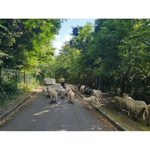 Illustration Transhumance poétique, de l'Observatoire à Sybirol
