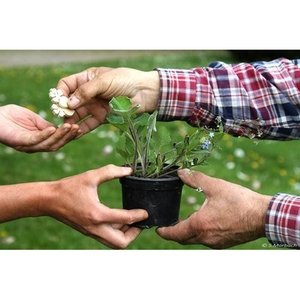 Illustration Troc' Jardin