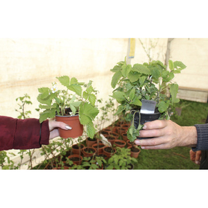 Illustration Troc' Jardin