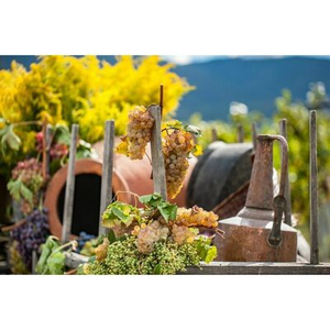 Illustration Vins de Géorgie : À la découverte du berceau de la viticulture