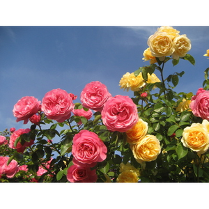 Illustration Visite commentée du jardin des mille fleurs