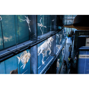 Illustration Visite de l'exposition permanente du Muséum