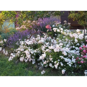 Illustration Visite découverte d'un jardin de roses et de pierre