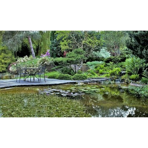 Illustration Visite du jardin aquatique Acorus