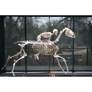 Illustration Visite du mur des squelettes du Muséum en LSF