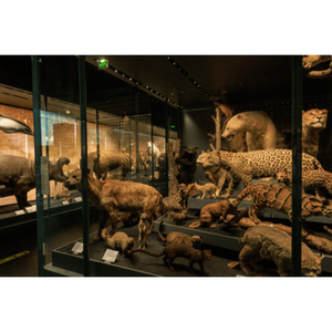 Illustration Visite multisensorielle au Museum