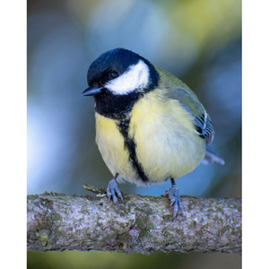 Illustration Visite naturaliste : les oiseaux du Jardin botanique du Jardin Public