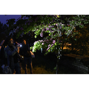 Illustration Visite nocturne du Jardin botanique
