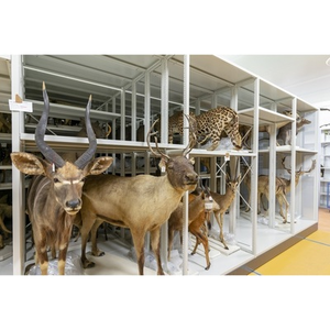 Illustration Visites du Centre de Conservation des Collections du Muséum de Bordeaux – sciences et nature